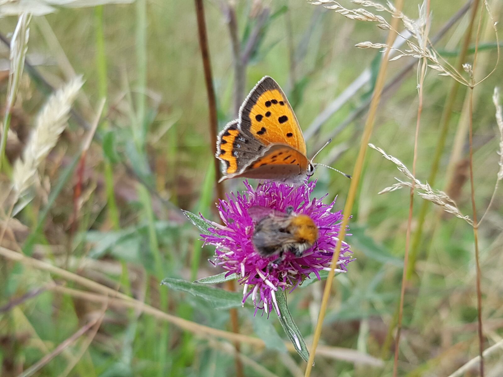 Samsung Galaxy S7 sample photo. Butterfly, bumblebee, knapweed photography