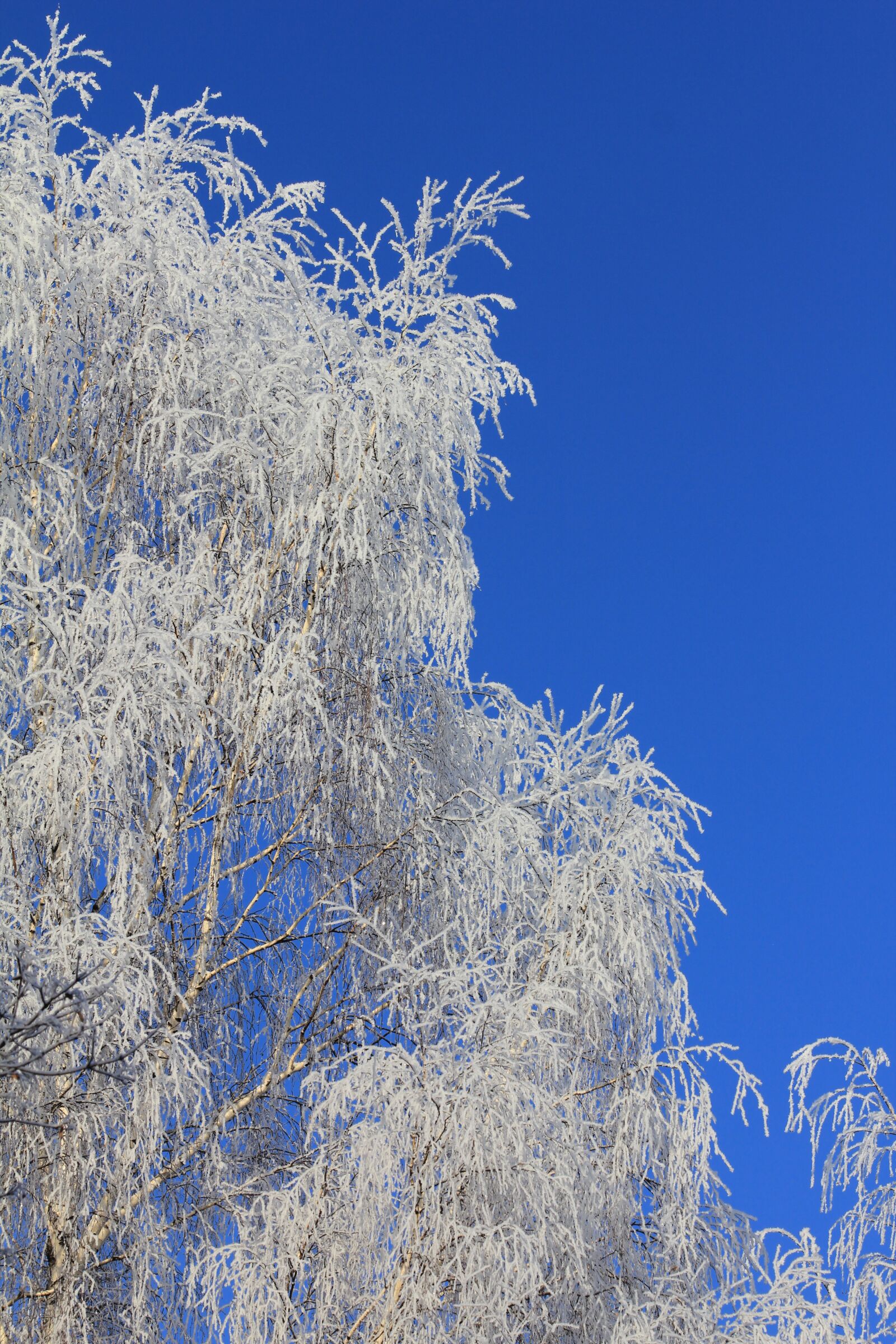 Canon EOS 550D (EOS Rebel T2i / EOS Kiss X4) sample photo. Tree, frozen, fancy birch photography