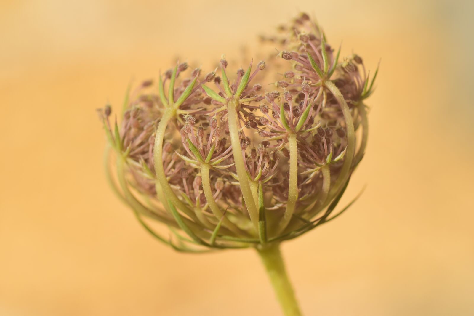 Nikon D3300 sample photo. Flower, dried, nature photography