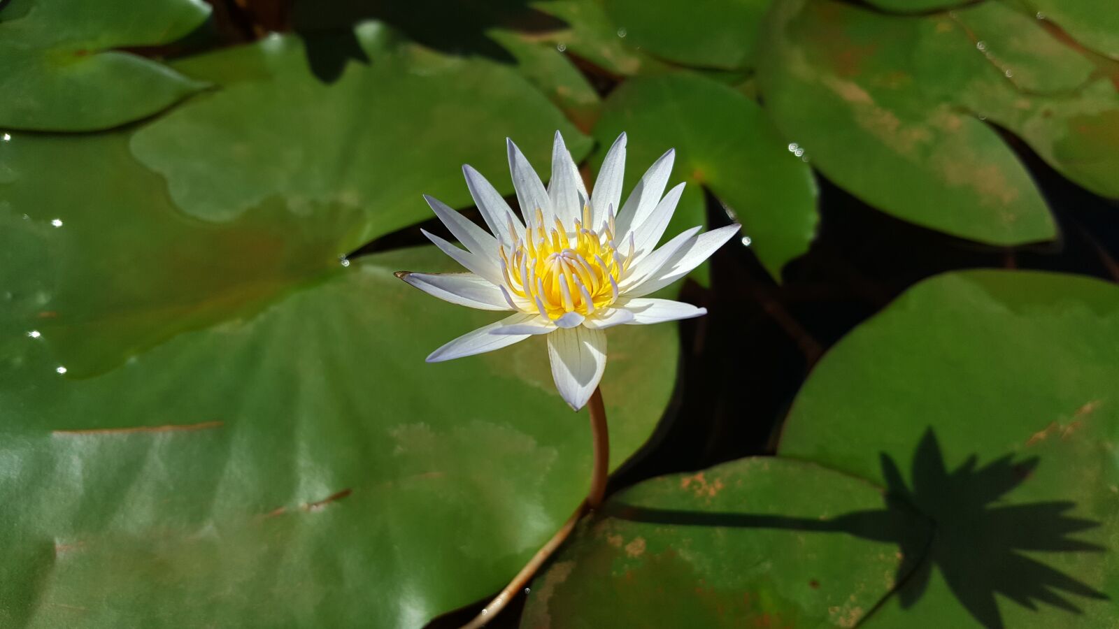 Samsung Galaxy Note5 sample photo. Nymphaea alba, lavender, early photography