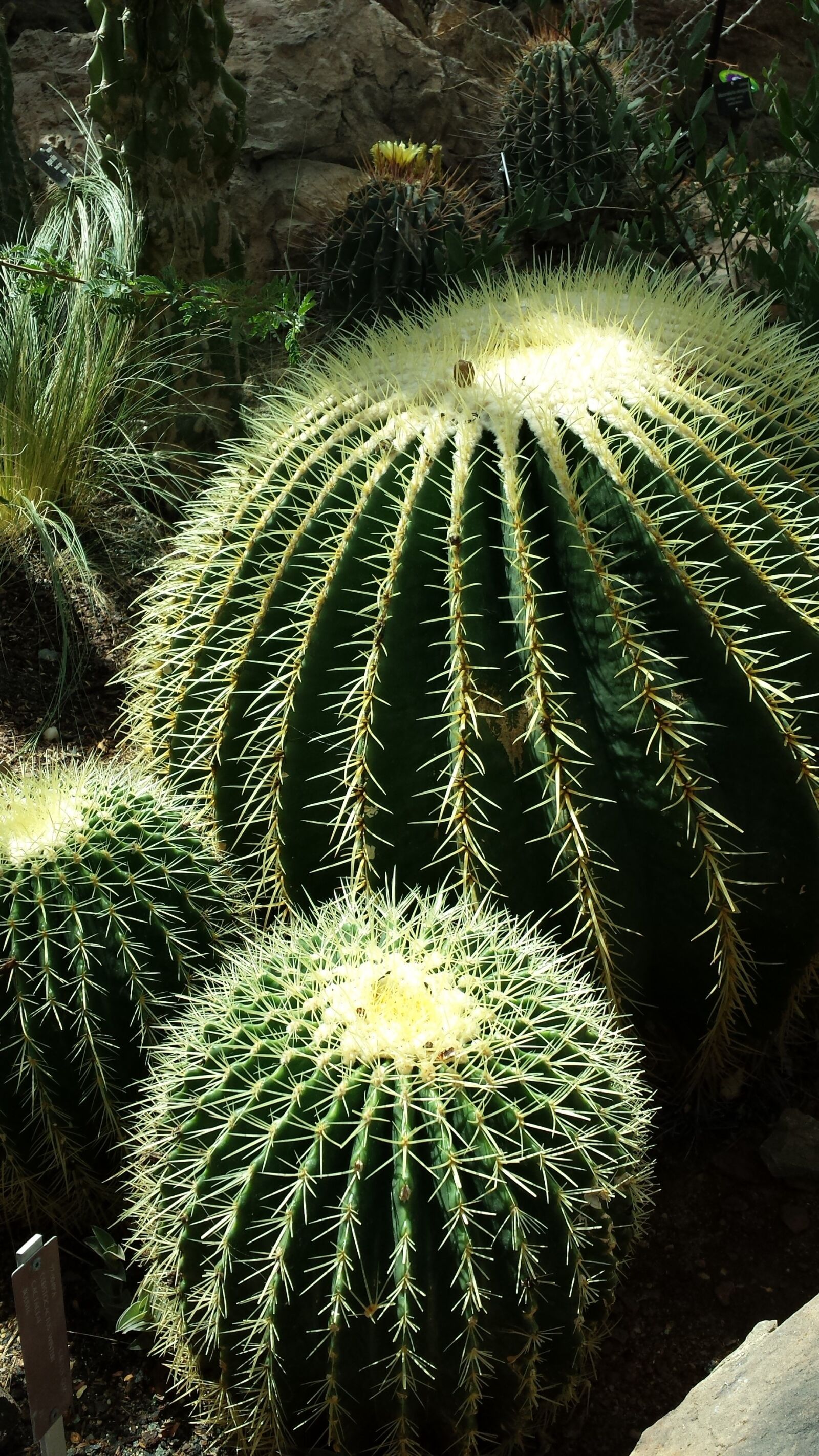 Samsung Galaxy S4 sample photo. Cactus, plants, nature photography