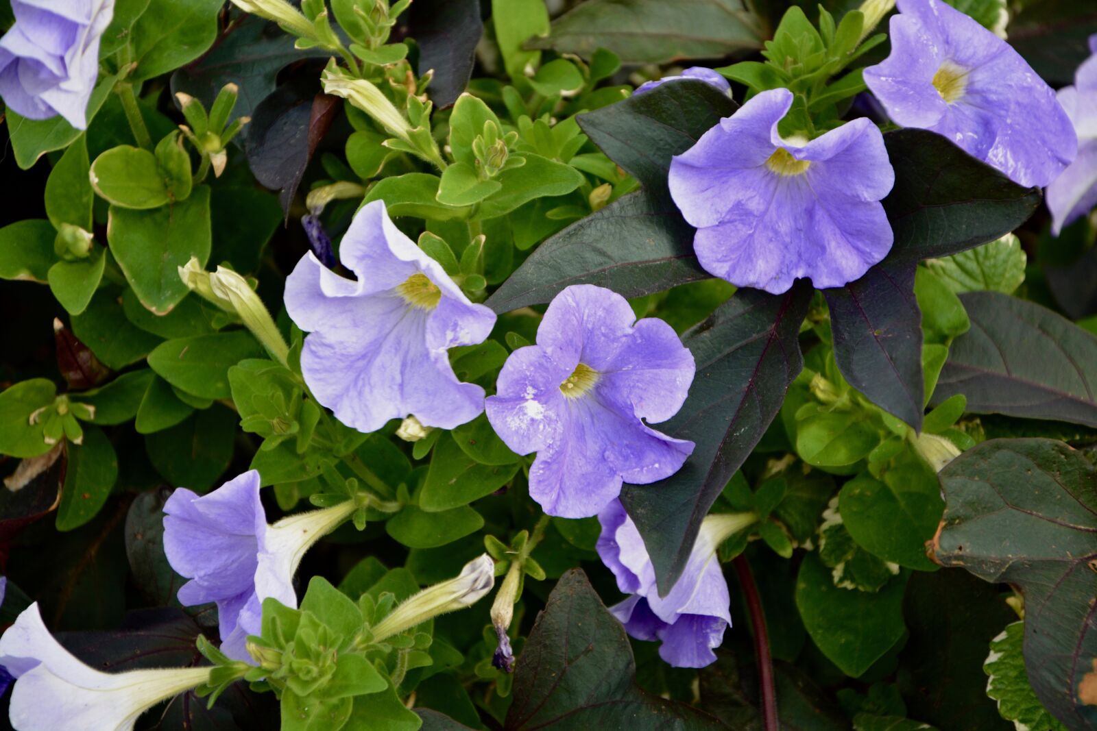 Nikon D5200 sample photo. Flower, purple flowers, nature photography