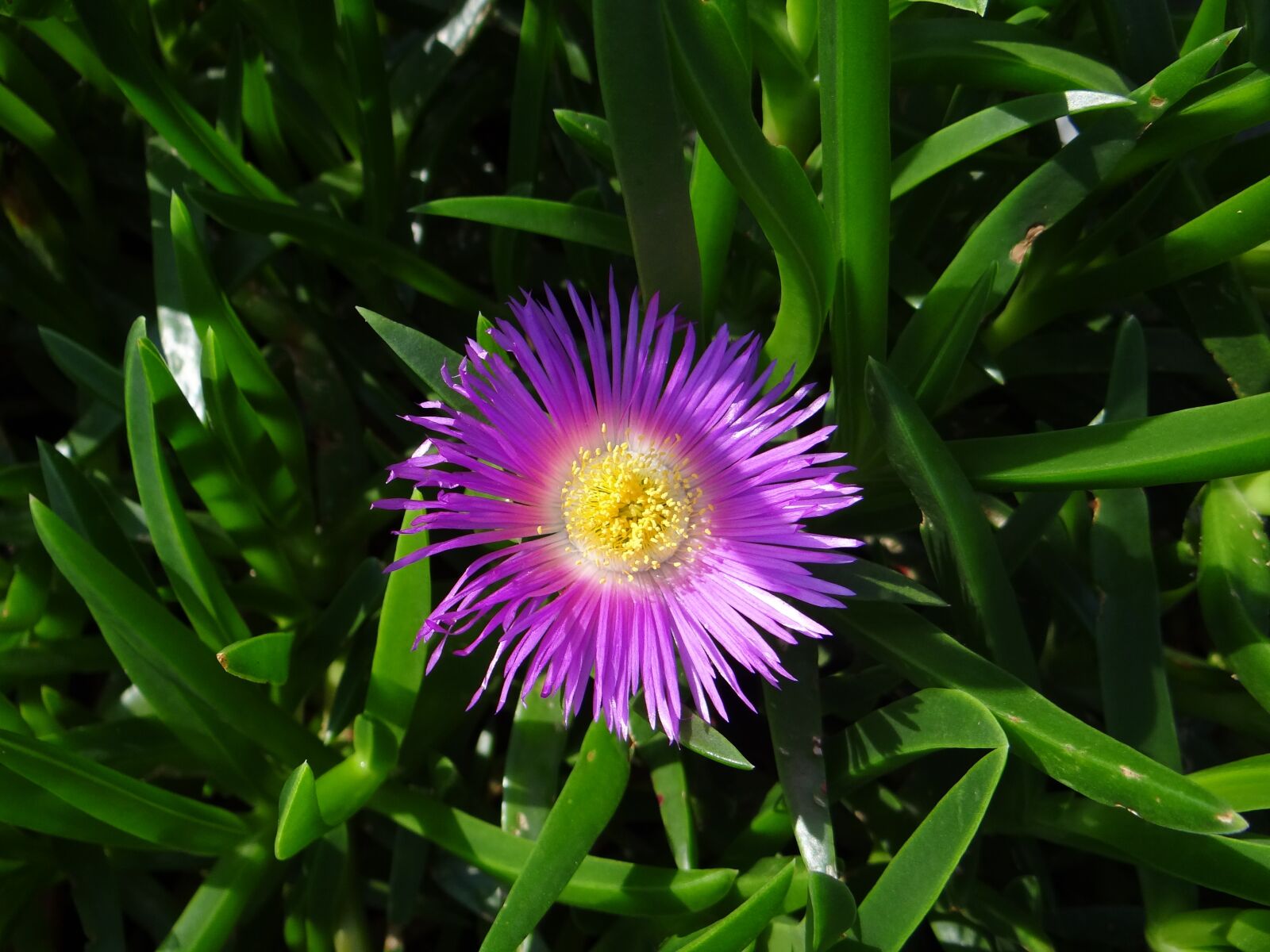 Sony Cyber-shot DSC-HX100V sample photo. Flower, silvestre, nature photography