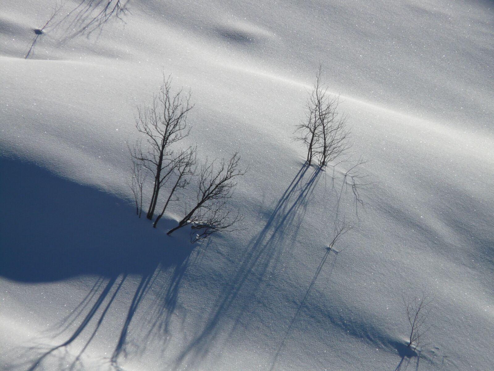 Panasonic DMC-FZ18 sample photo. Trees, snow, lonely photography