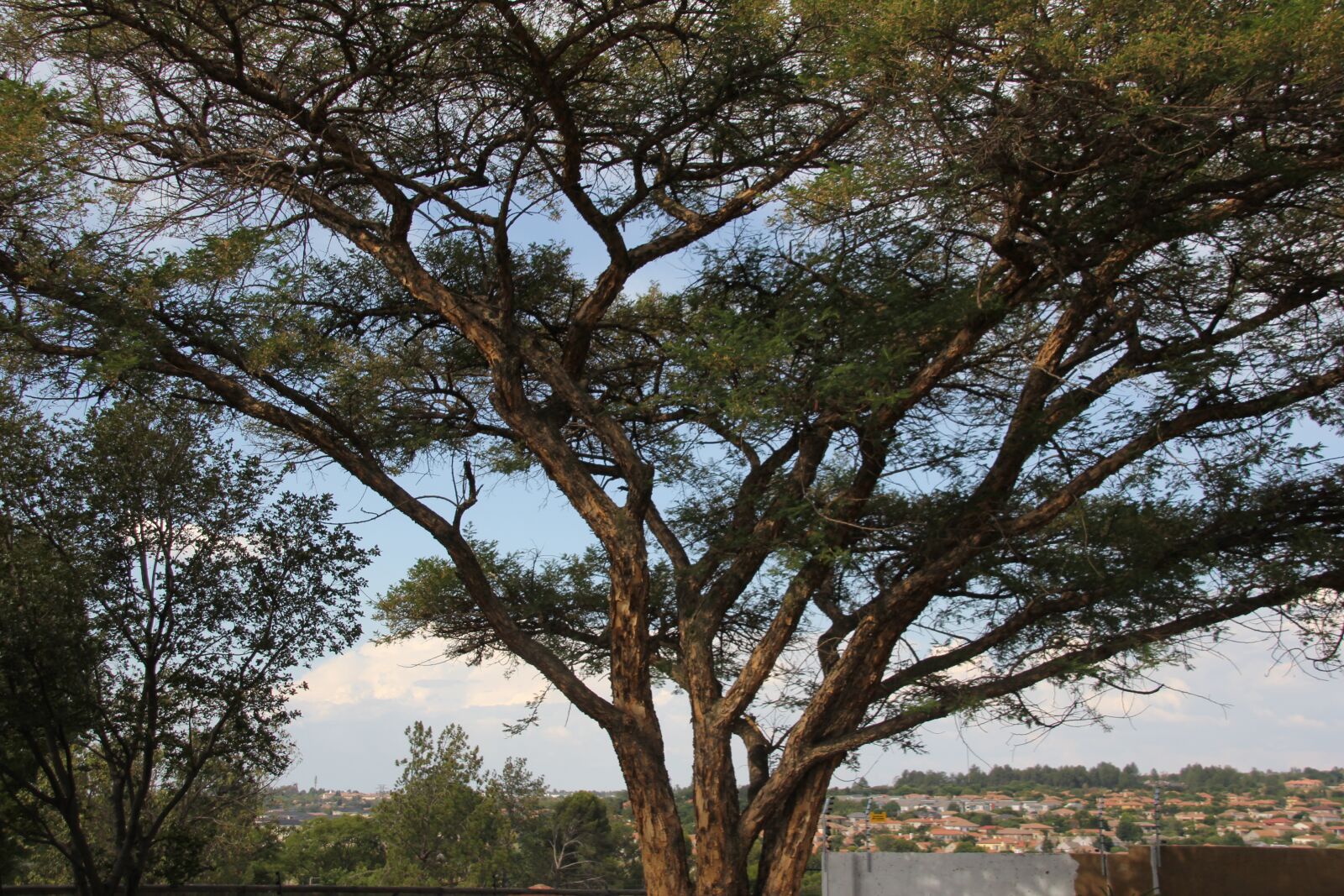 Canon EOS 60D sample photo. Tree, green, nature photography