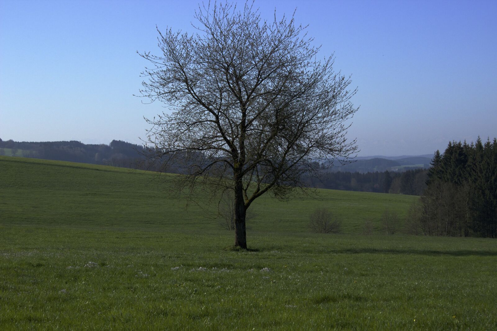 Canon EOS 600D (Rebel EOS T3i / EOS Kiss X5) sample photo. Tree, spring, nature photography