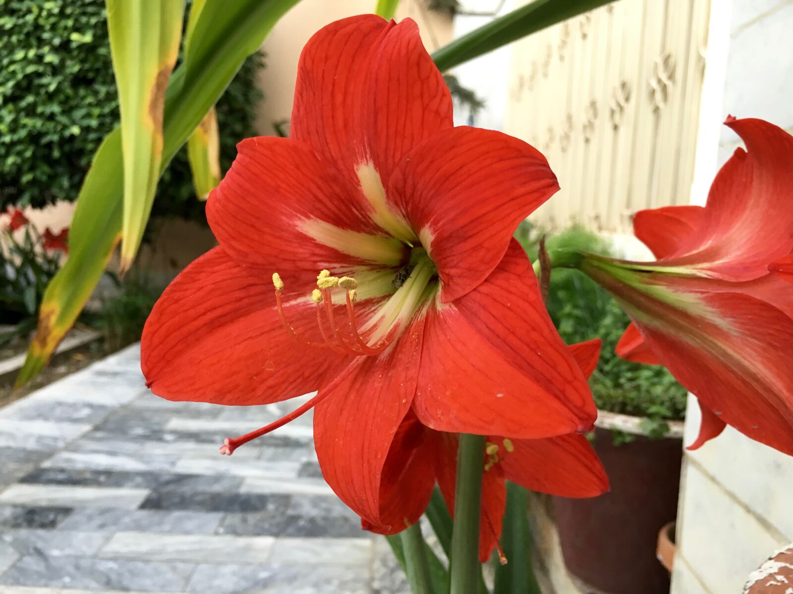 Apple iPhone 6s sample photo. Red, flower photography