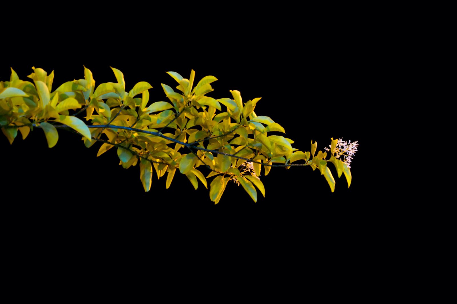 Nikon D5600 sample photo. Tree, blossom, spring photography