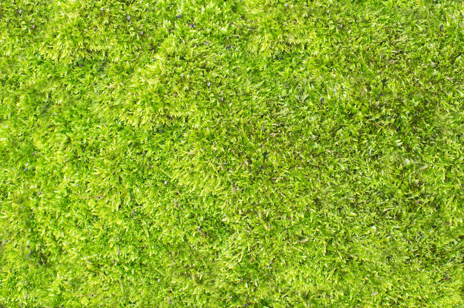 Nikon D5100 sample photo. Mech, tráva, zelená photography