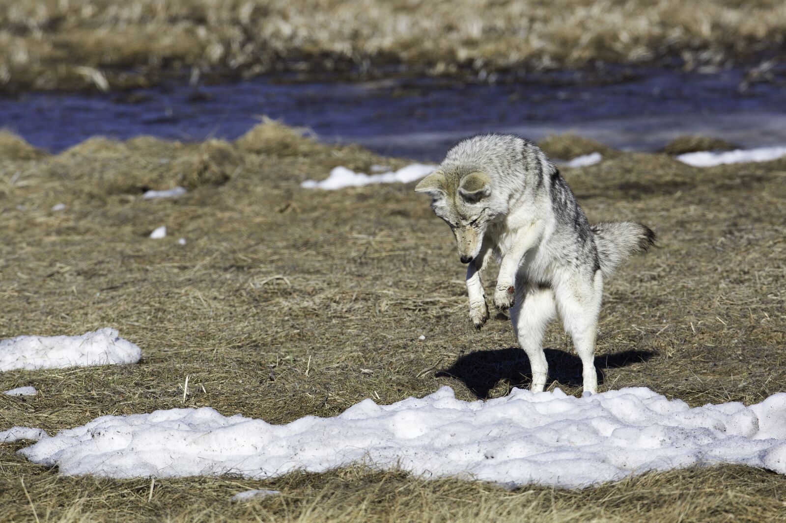 Canon EF 600mm F4L IS USM sample photo. Coyote, jumping, wildlife photography