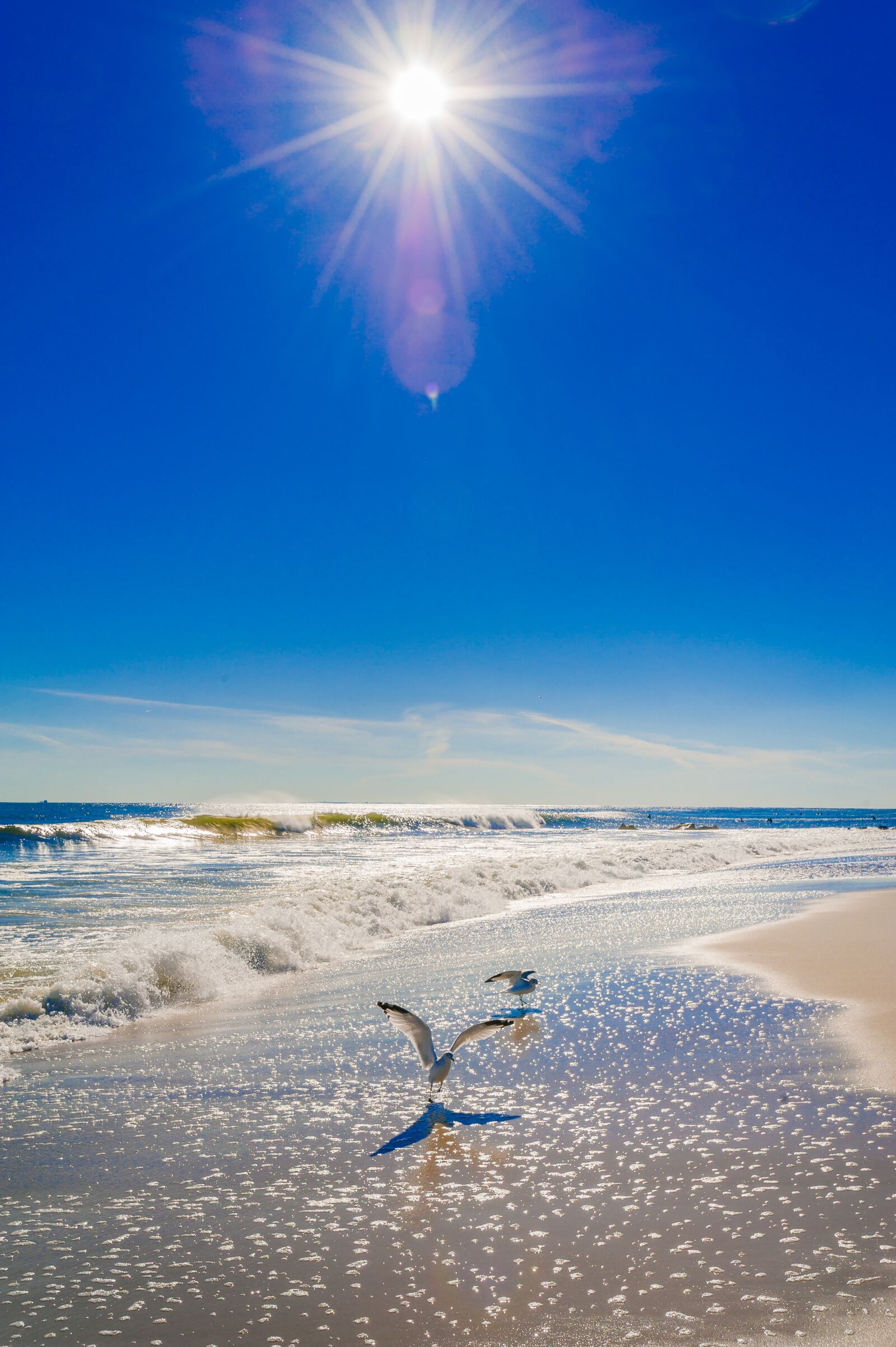 Nikon D700 sample photo. Ocean, beach, seagull photography