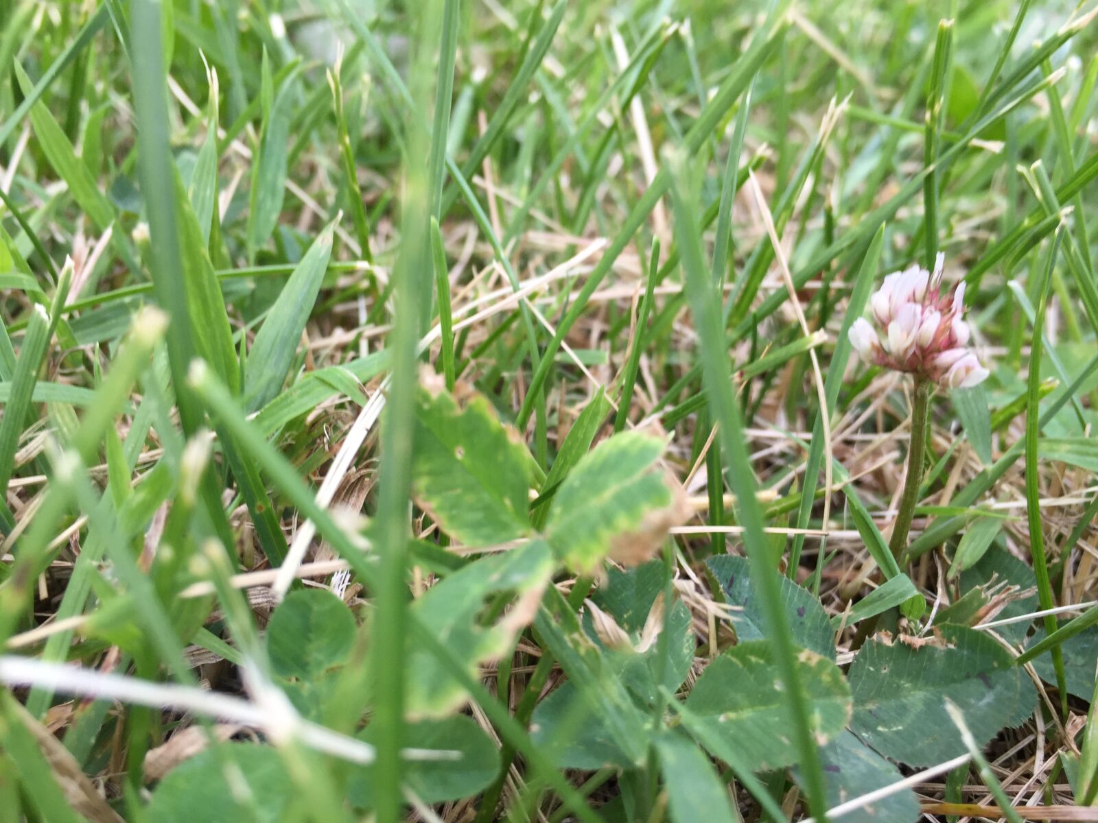iPhone 6 back camera 4.15mm f/2.2 sample photo. Flower photography
