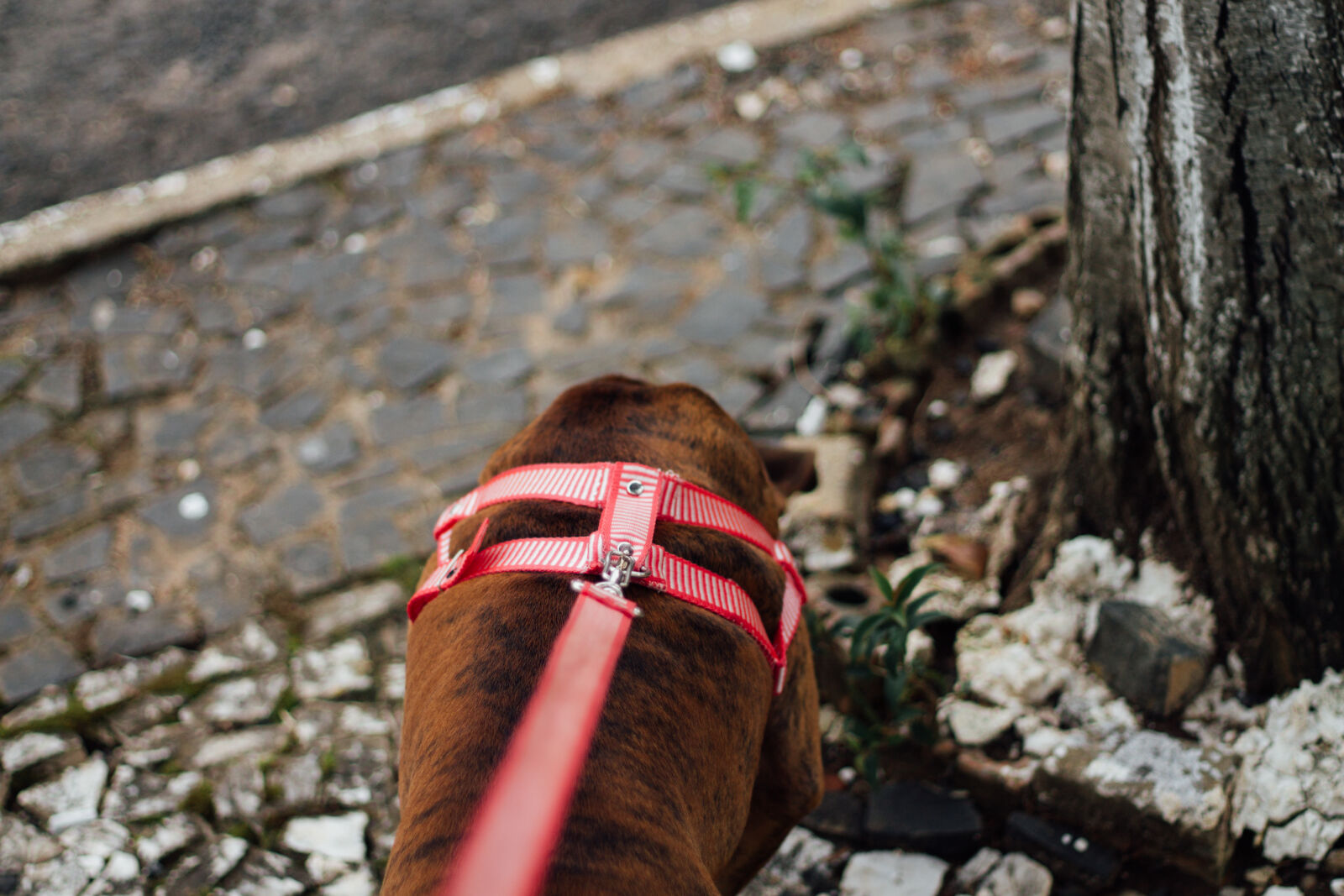 Canon EF 50mm F1.8 II sample photo. Dog, dog, collar photography