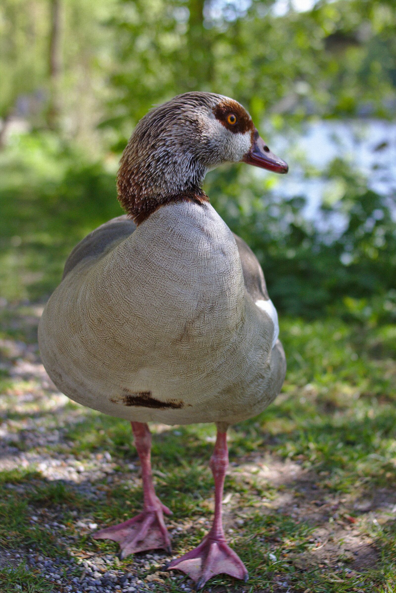 Canon EOS 750D (EOS Rebel T6i / EOS Kiss X8i) sample photo. Goose, bird, poultry photography