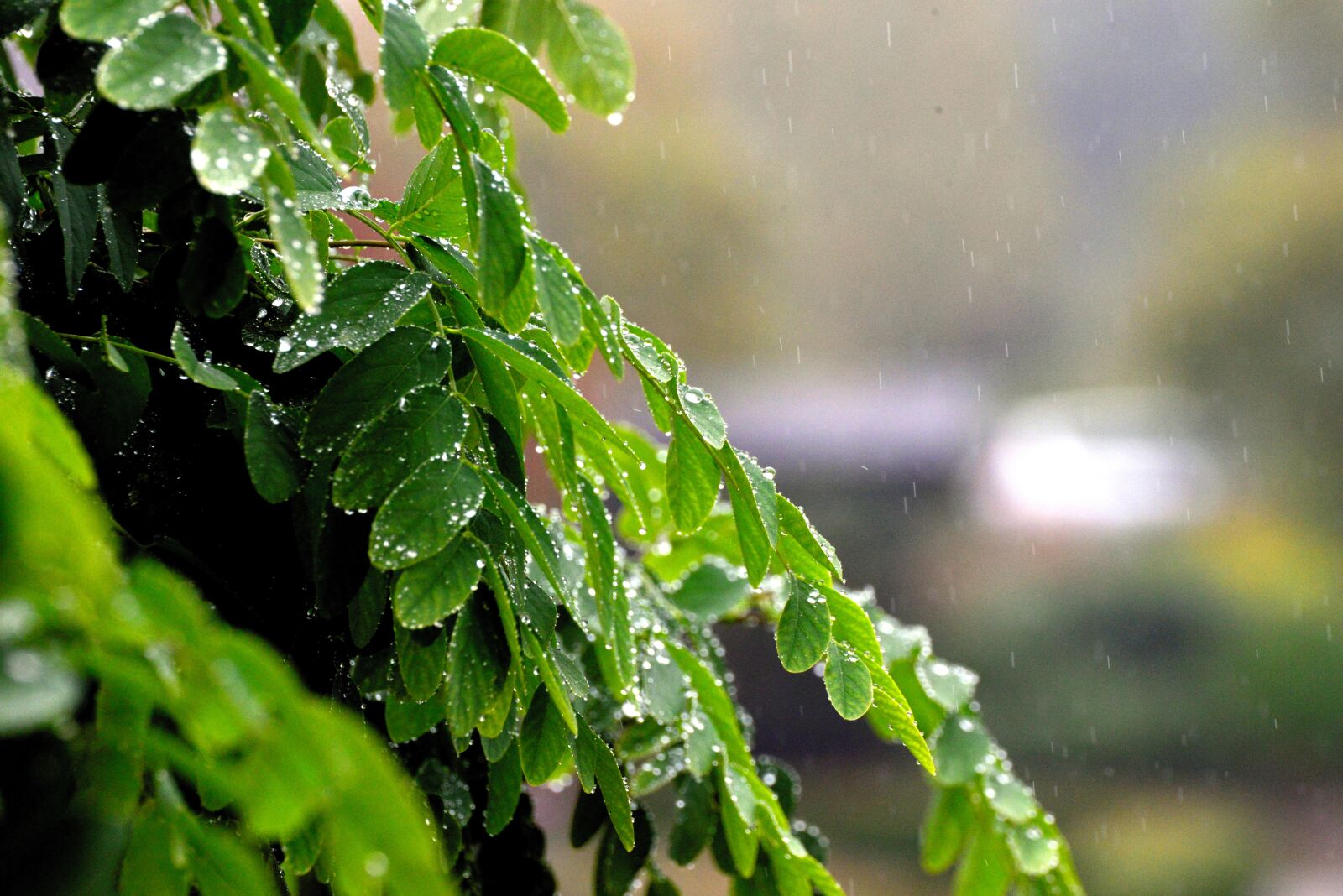 Nikon D610 sample photo. Leaves, rain, raindrop photography
