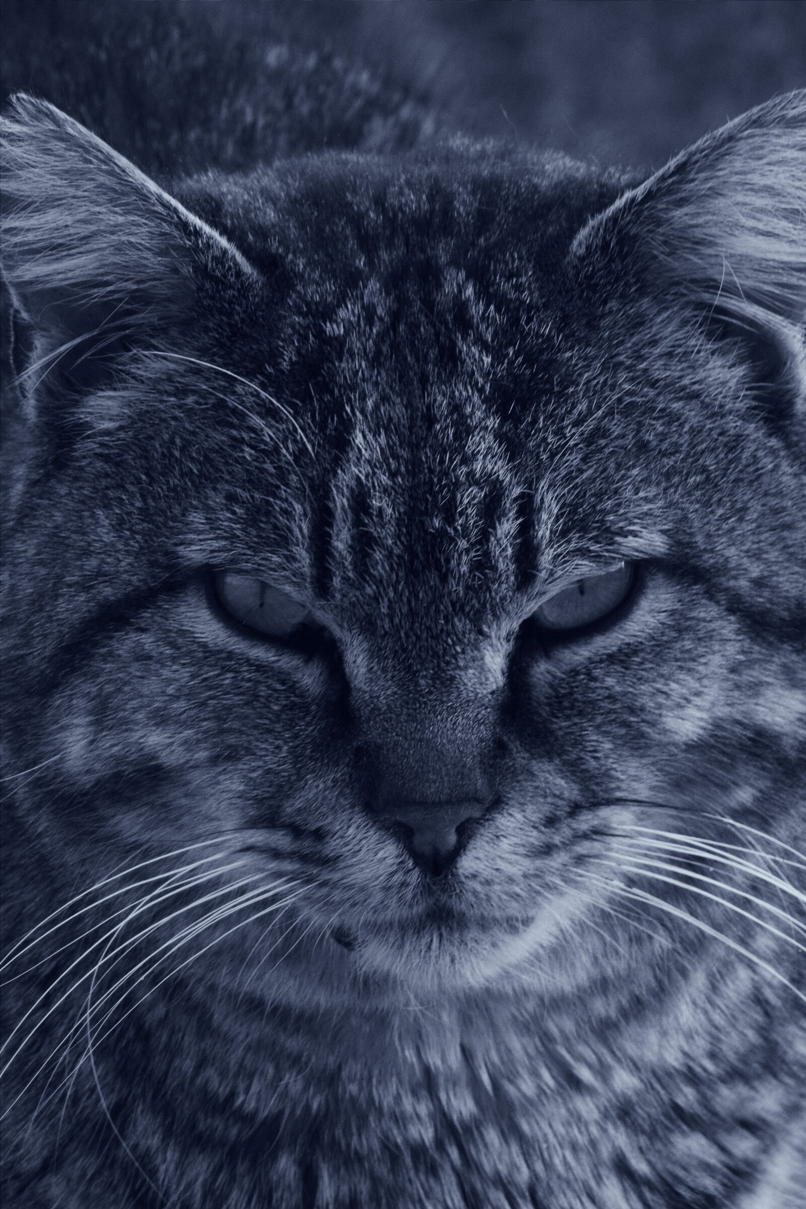 Canon EF 75-300mm f/4-5.6 sample photo. Cat, eye, canon, filter photography