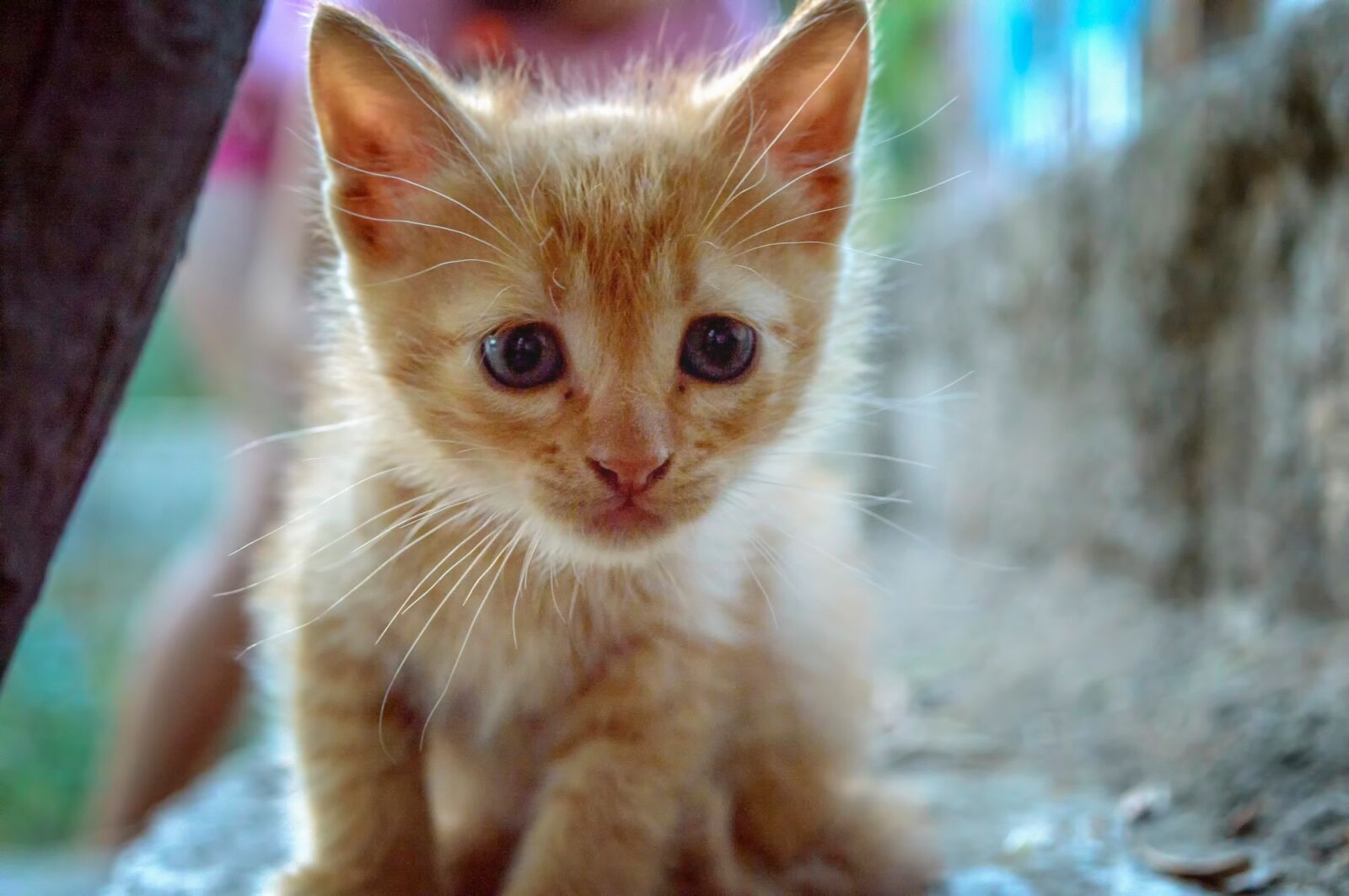 Nikon D3200 sample photo. Cat, kitty, animal photography
