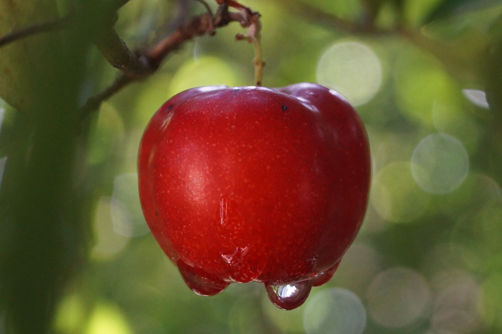 Sony SLT-A37 sample photo. Acerola, fruit, tropical photography