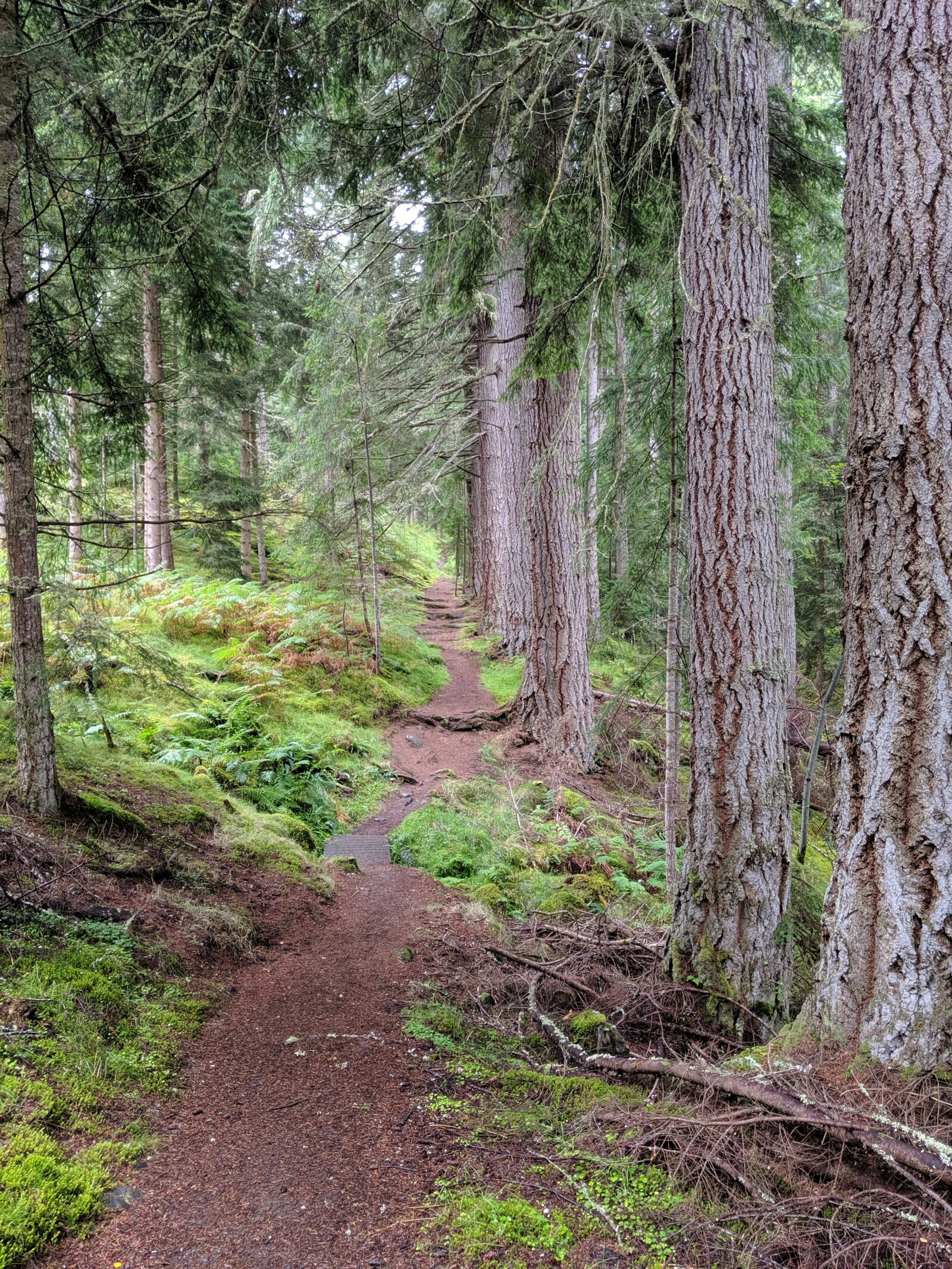 Google Pixel 3 sample photo. Scotland, woodland, trees photography