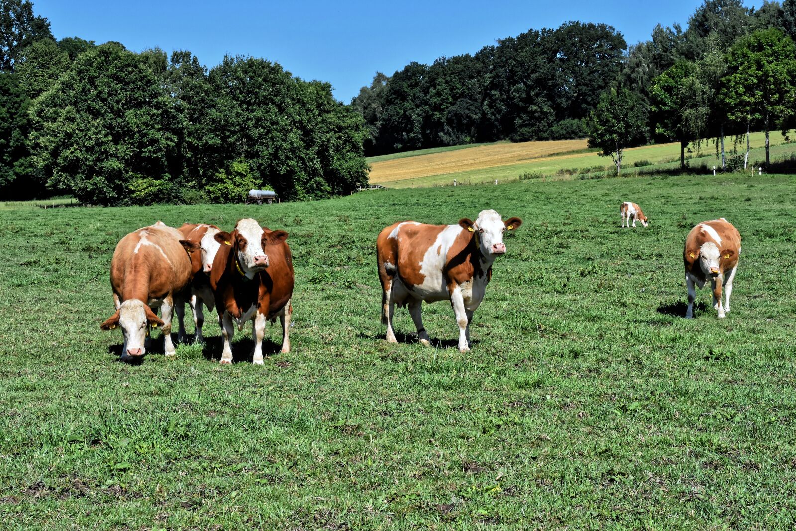 Nikon D7200 sample photo. Cows, pasture, agriculture photography