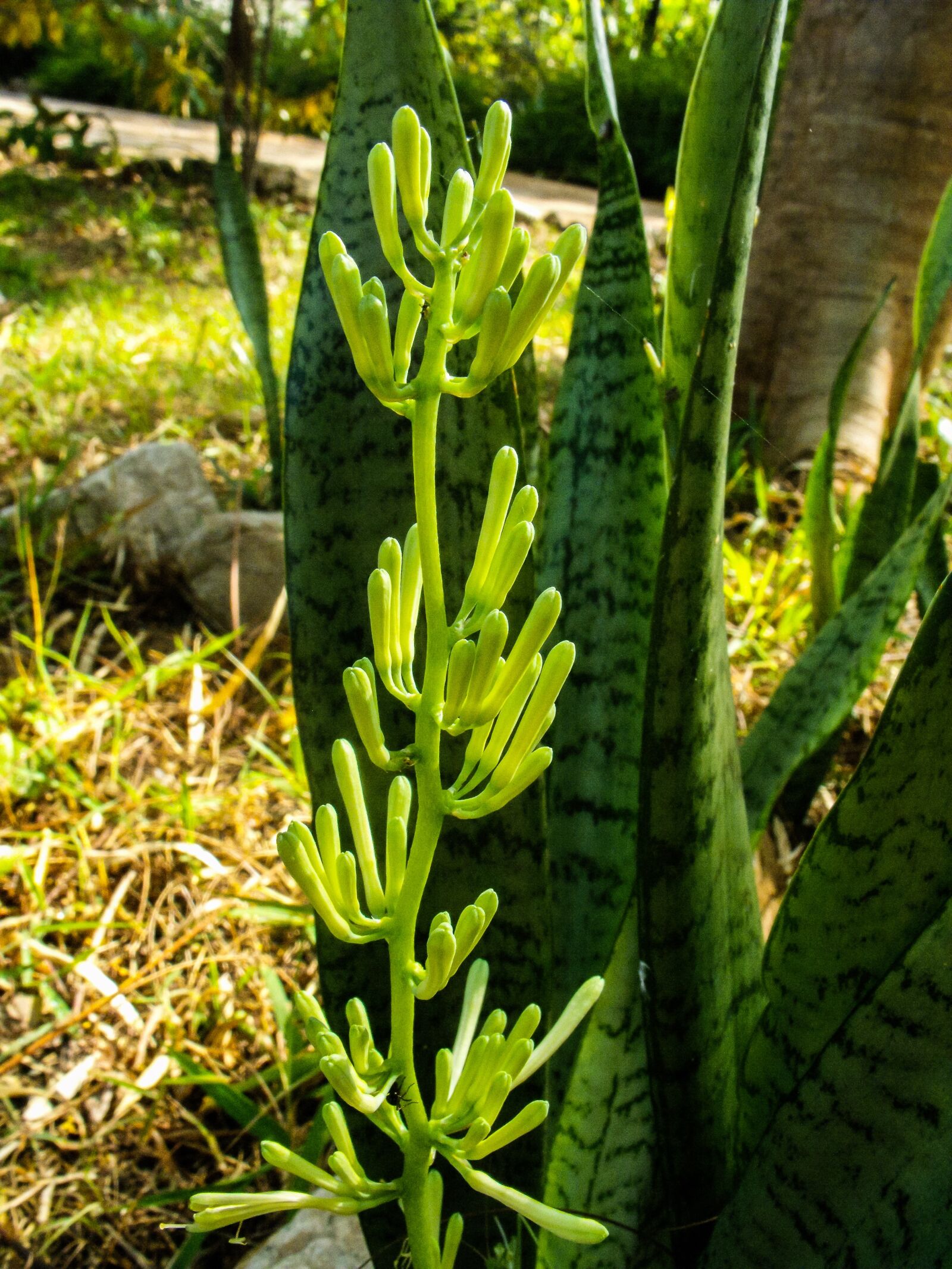 Fujifilm FinePix S1000fd sample photo. Plants flower, plant, green photography