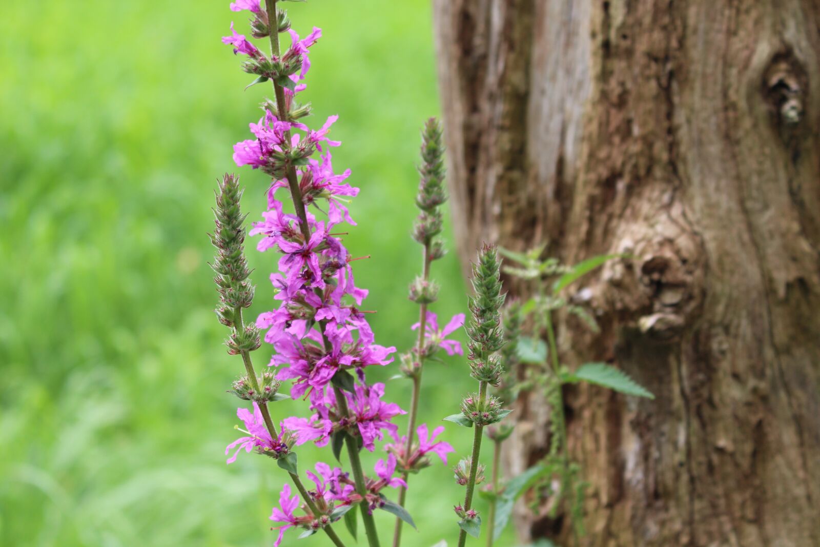 Canon EOS 700D (EOS Rebel T5i / EOS Kiss X7i) sample photo. Flower, purple, nature photography