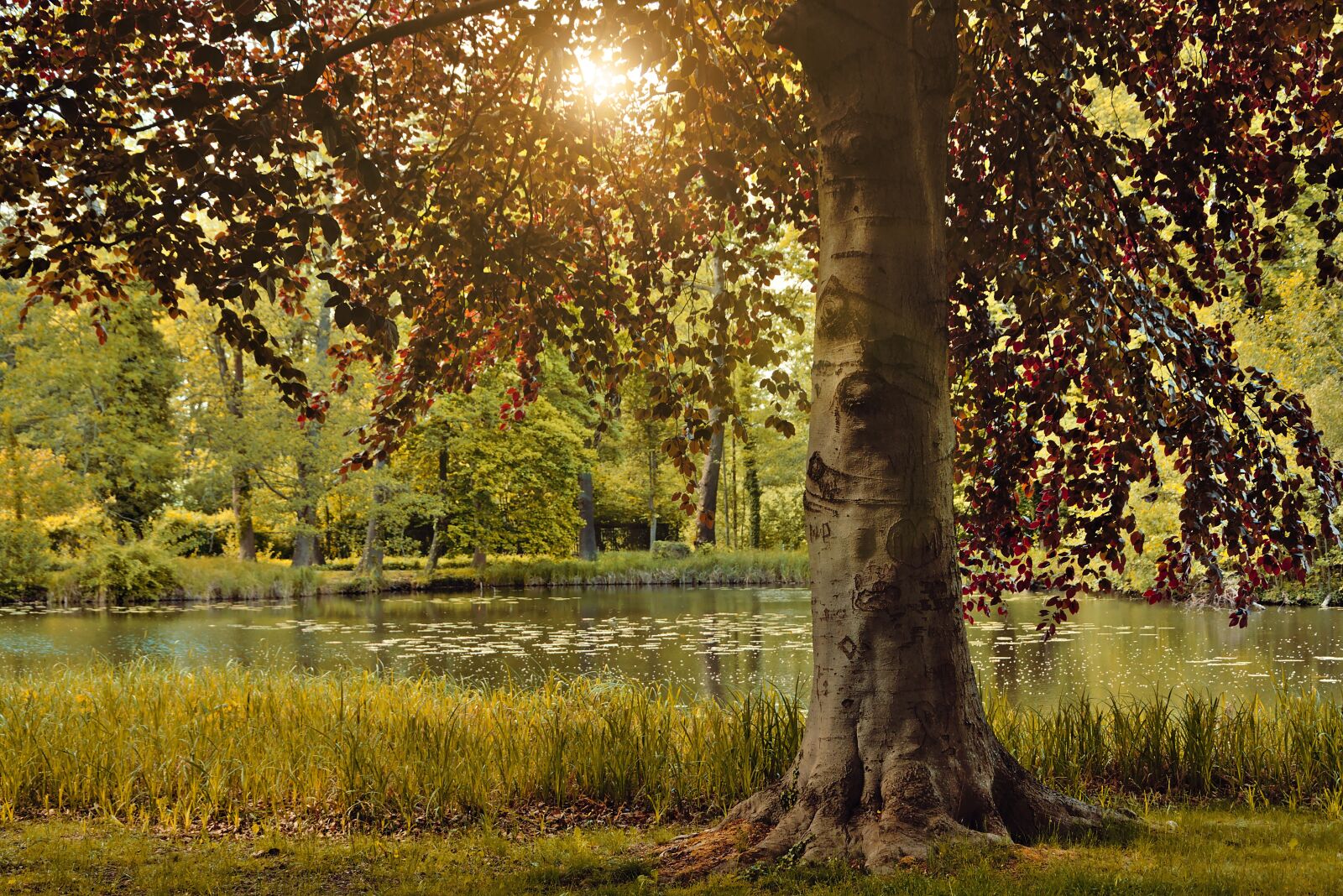 Nikon D5600 sample photo. Deciduous tree, beech, copper photography