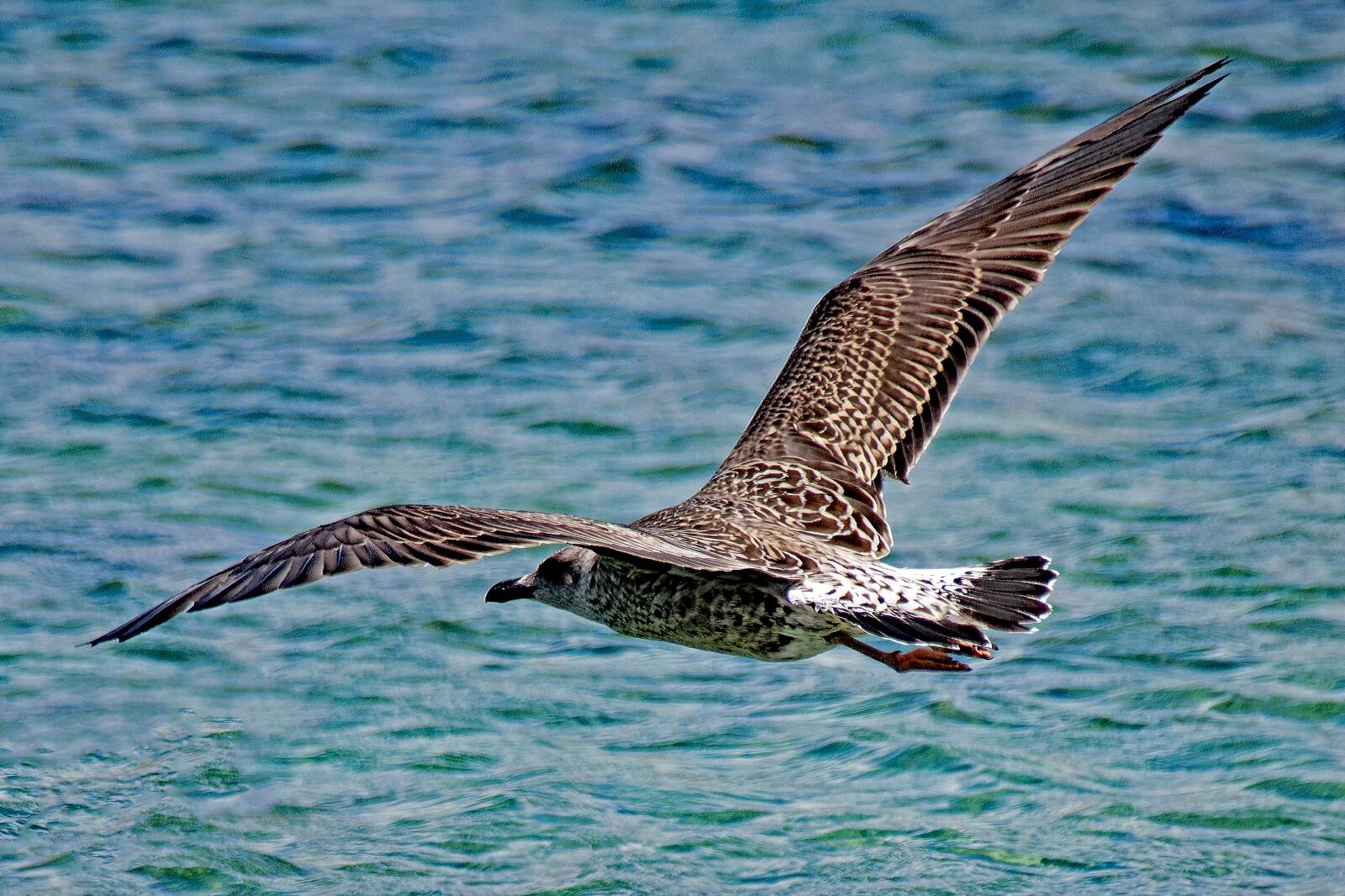 Nikon D5300 sample photo. Seagull, larus michahellis, yellow-legged photography