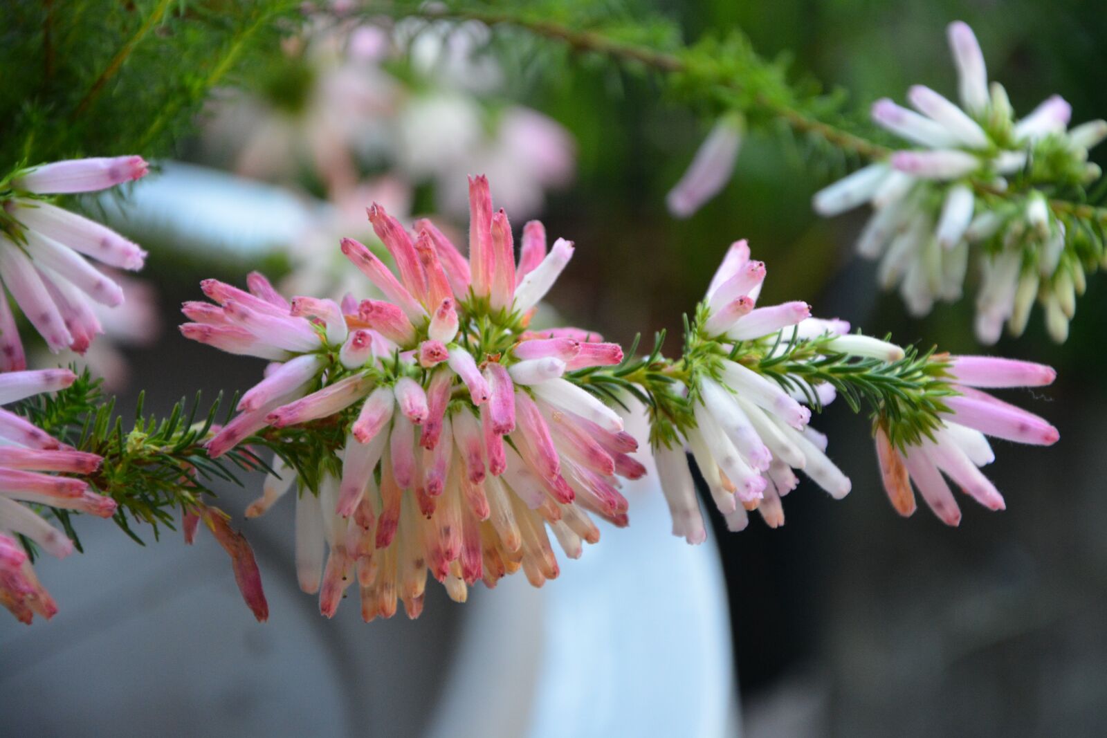Nikon D5200 sample photo. Flower, érica verticillata, pretty photography