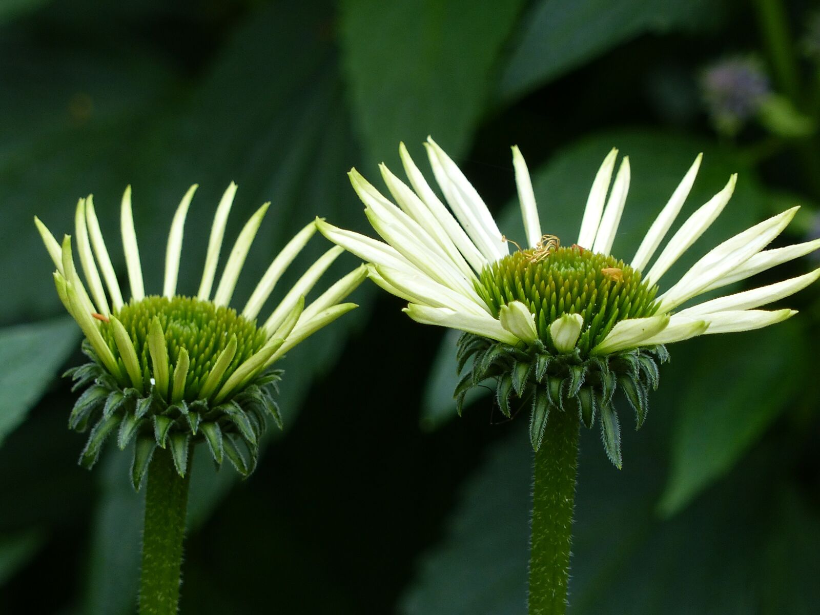 Panasonic Lumix DMC-FZ200 sample photo. Flowers, greenery, summer photography