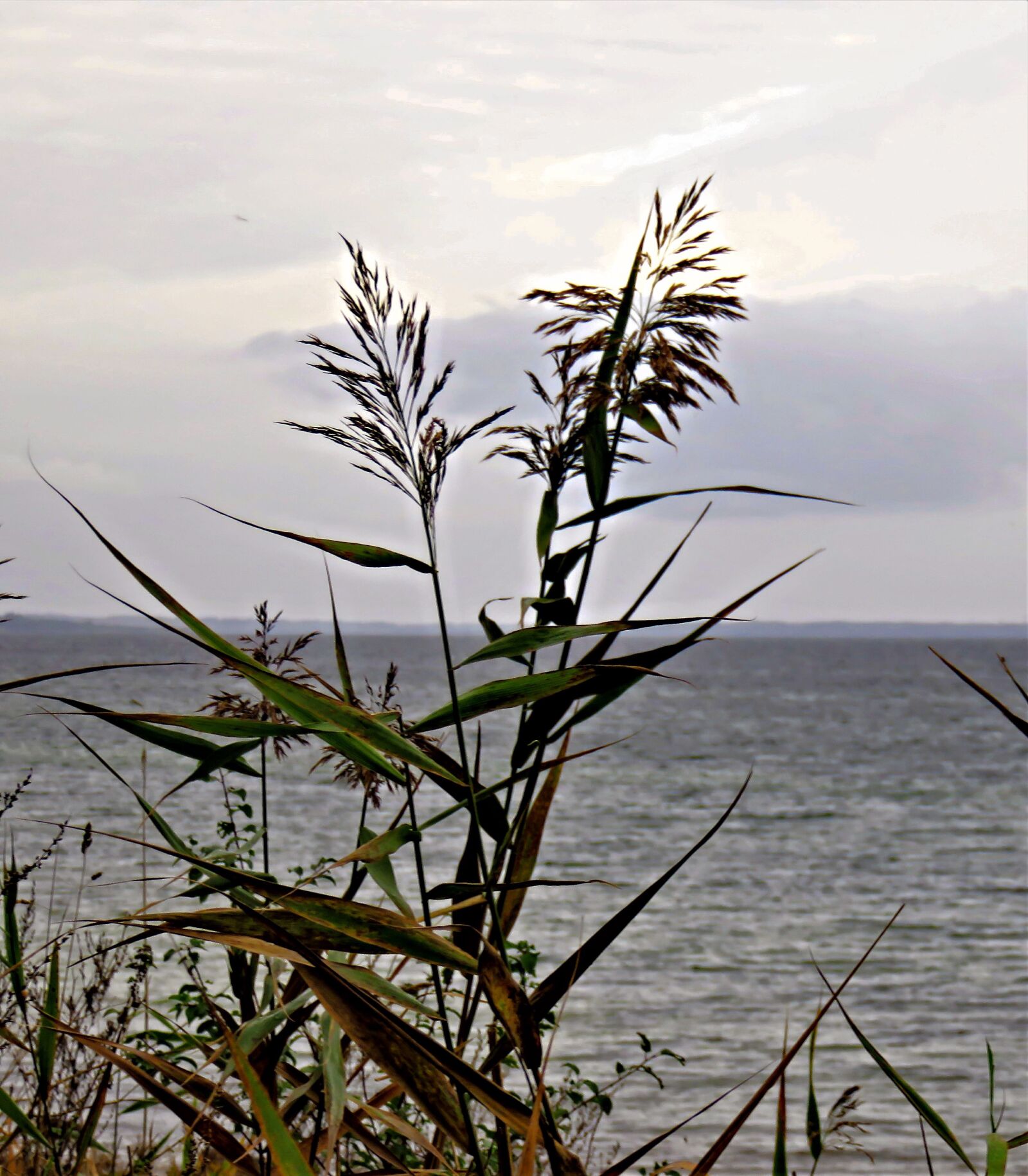 Canon PowerShot SX710 HS sample photo. Baltic sea, autumn mood photography
