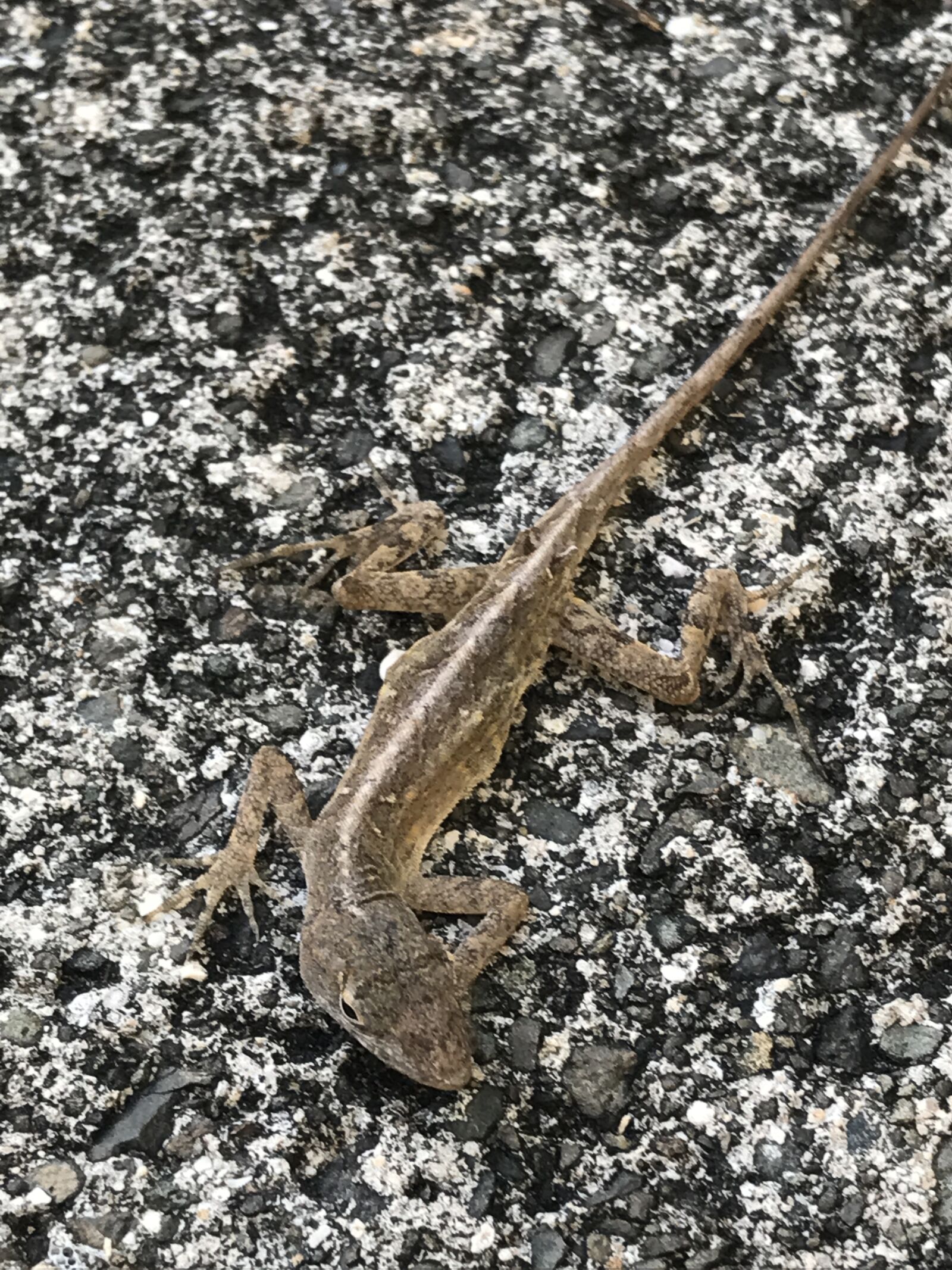 iPhone 7 back camera 3.99mm f/1.8 sample photo