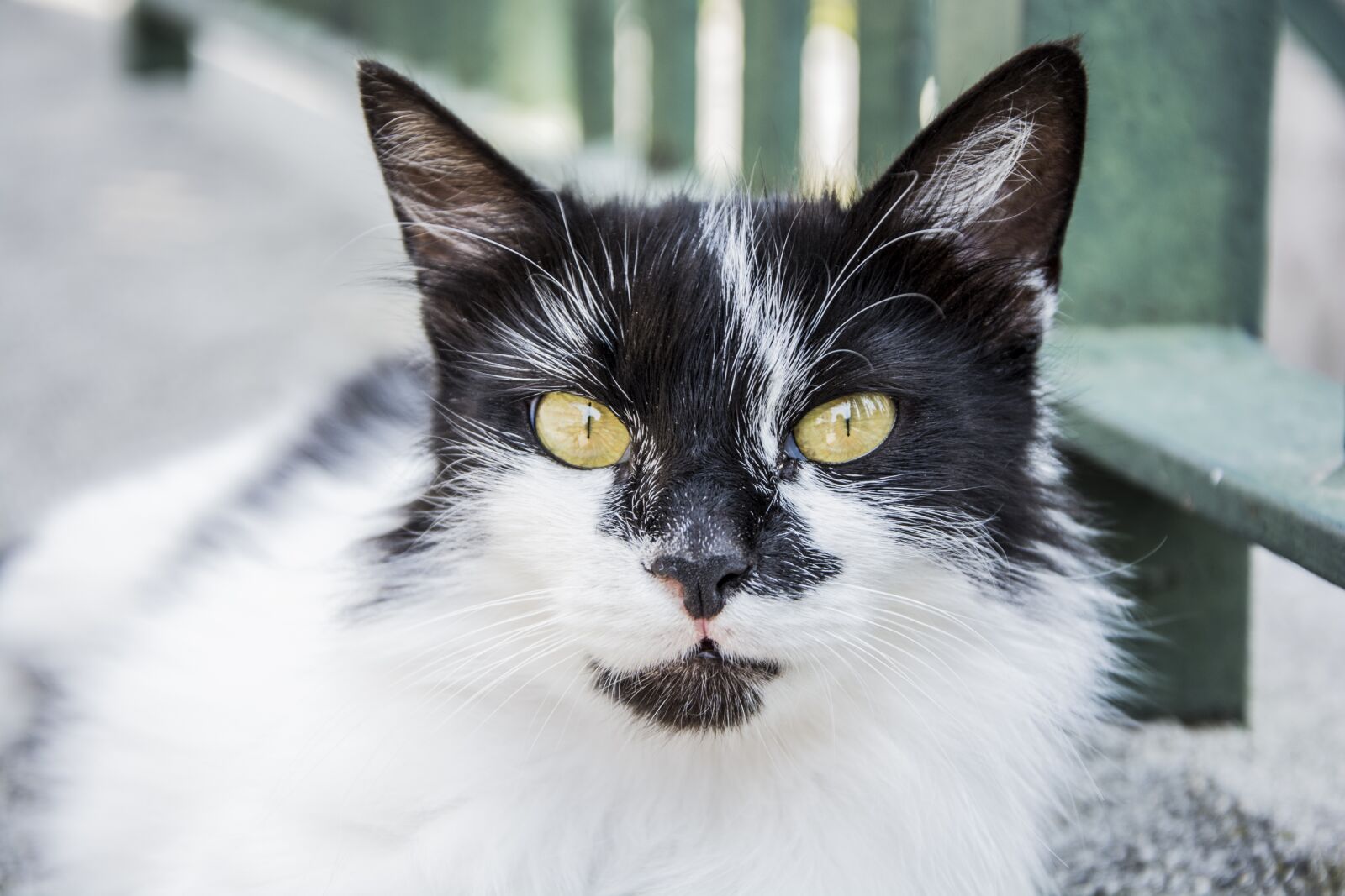 Nikon D5200 sample photo. Cat, animal, kitty photography