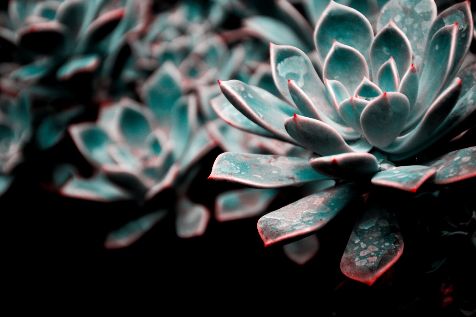 Nikon D5200 sample photo. Flower, b, blossom photography