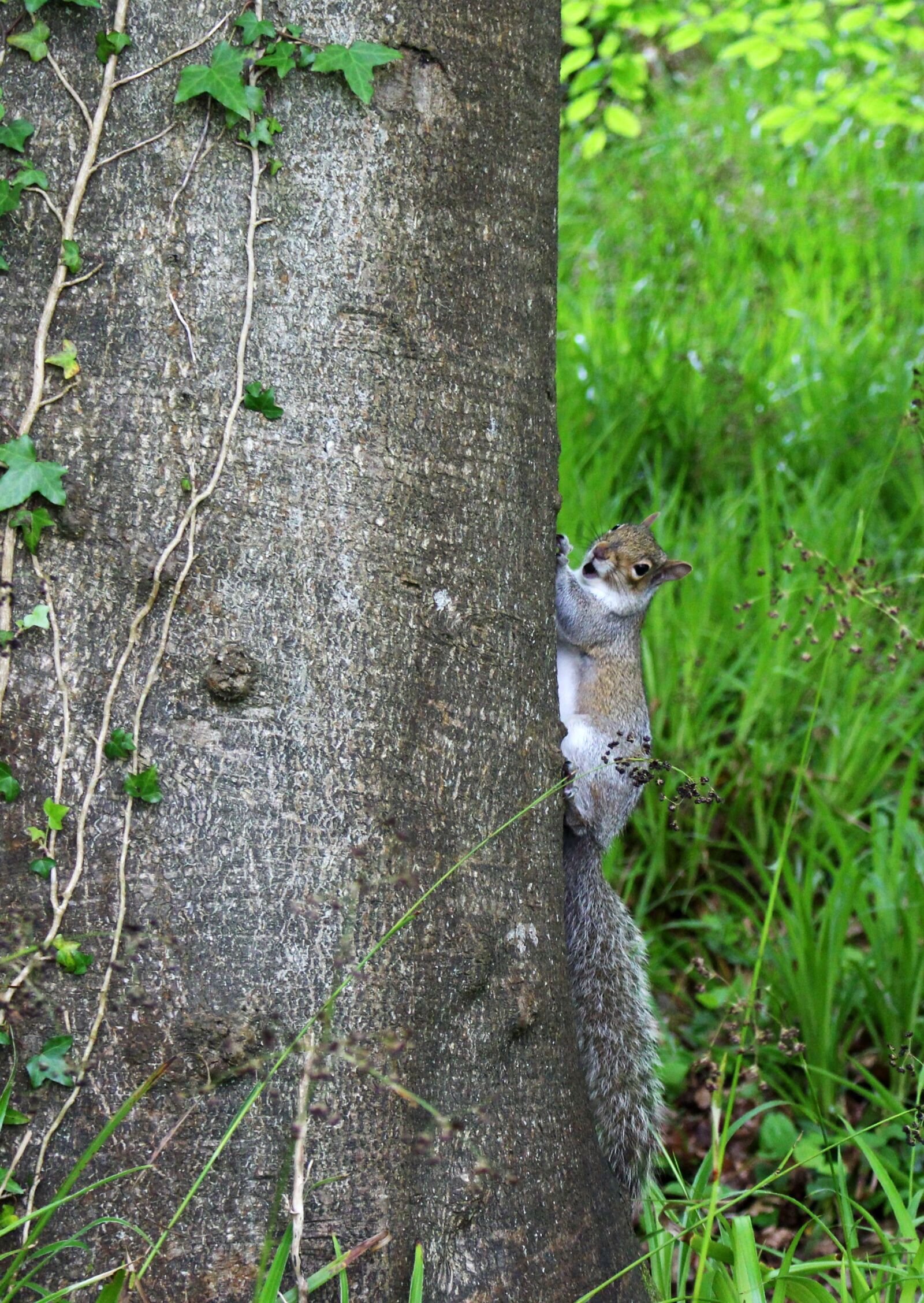 Canon EOS 700D (EOS Rebel T5i / EOS Kiss X7i) sample photo. Squirrel, woods, tree photography