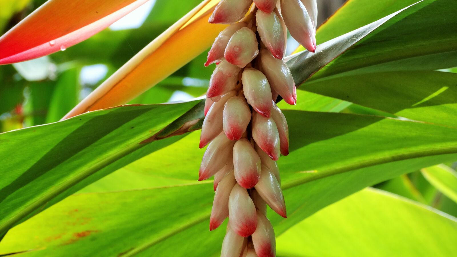 Sony Cyber-shot DSC-HX300 sample photo. Flora, fruits, plants photography