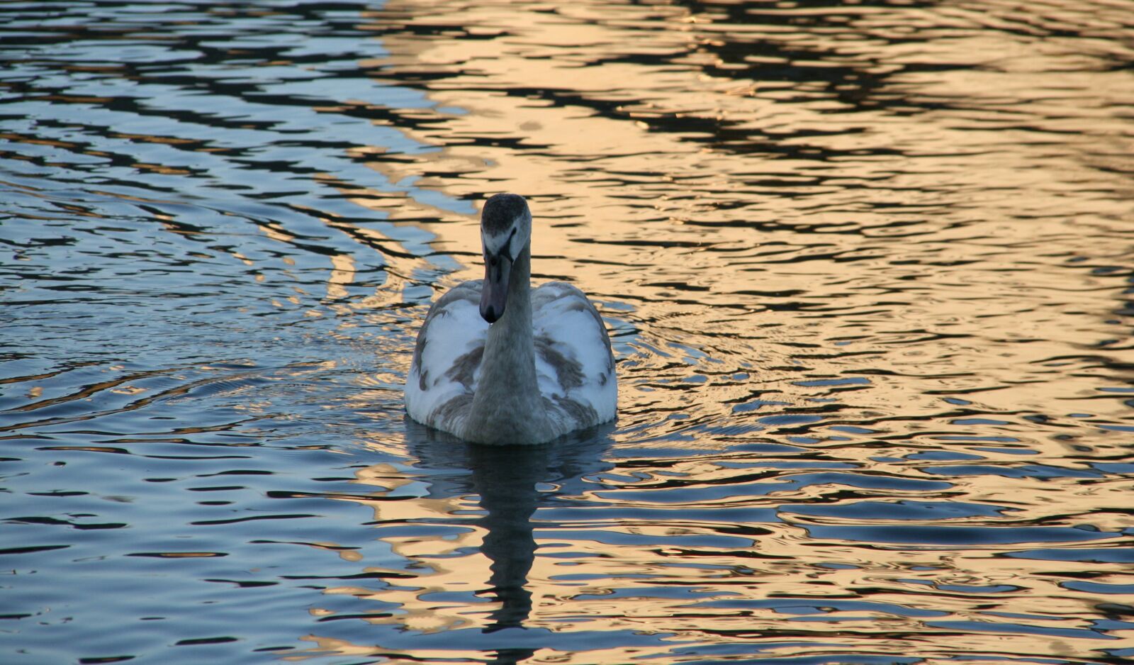 Canon EOS 400D (EOS Digital Rebel XTi / EOS Kiss Digital X) sample photo. Waters, lake, bird photography