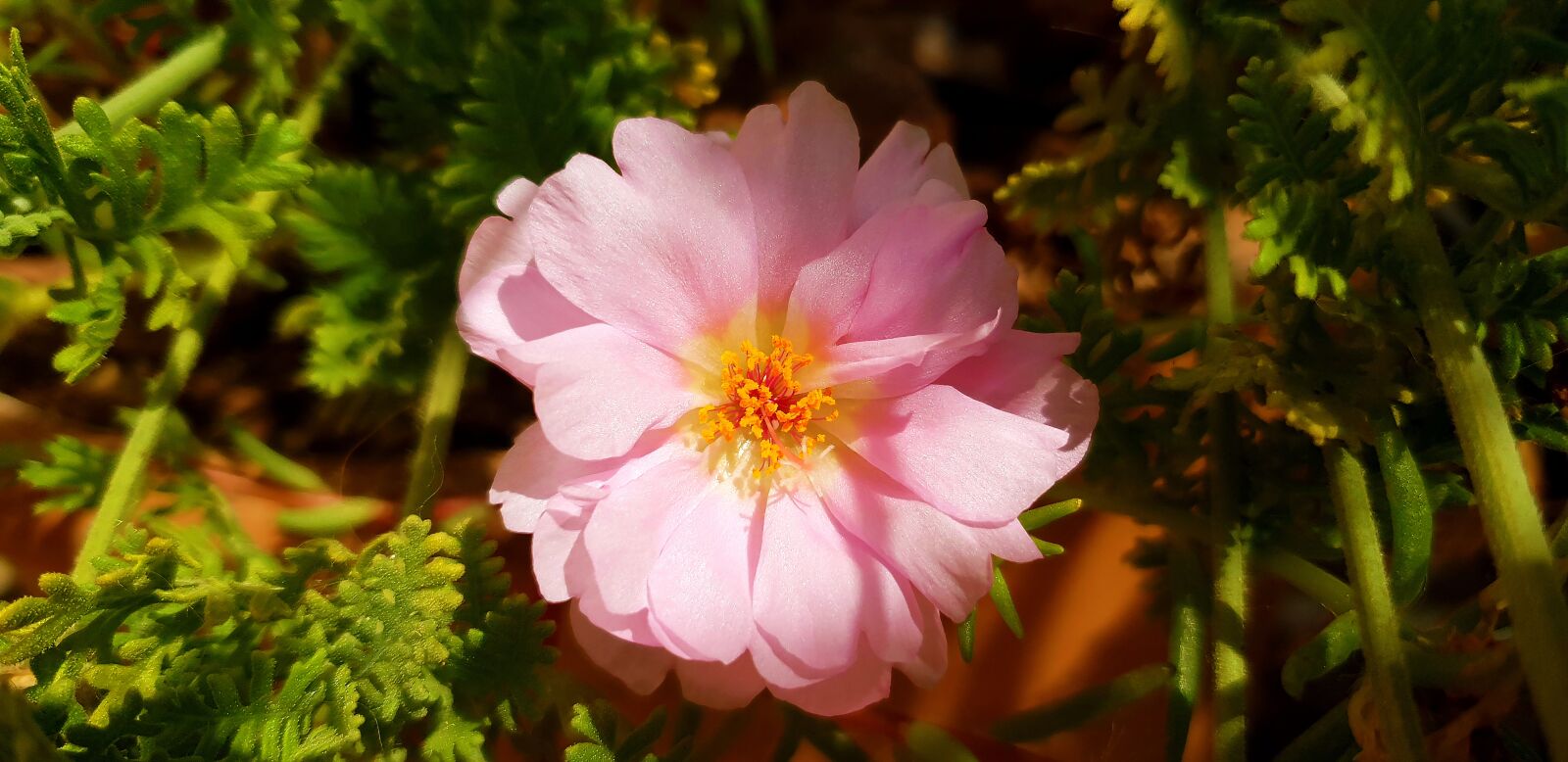 Samsung Galaxy S9 sample photo. Flower, flora, nature photography