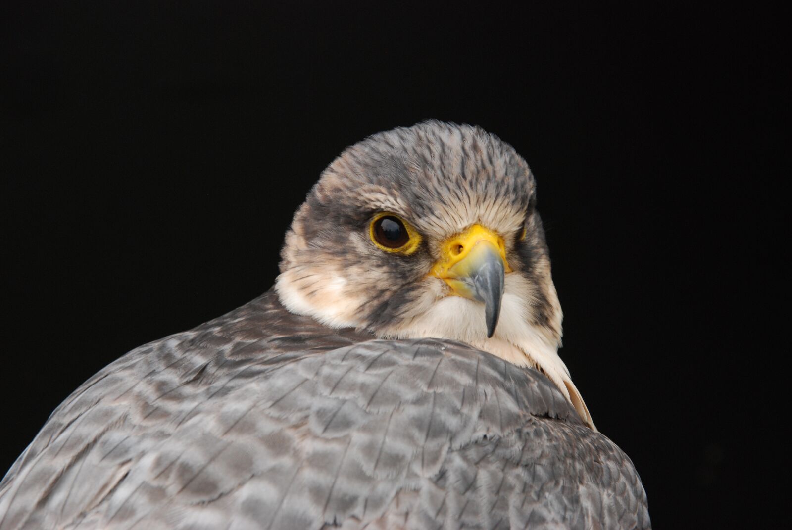 Nikon D80 sample photo. Bird, bird of prey photography