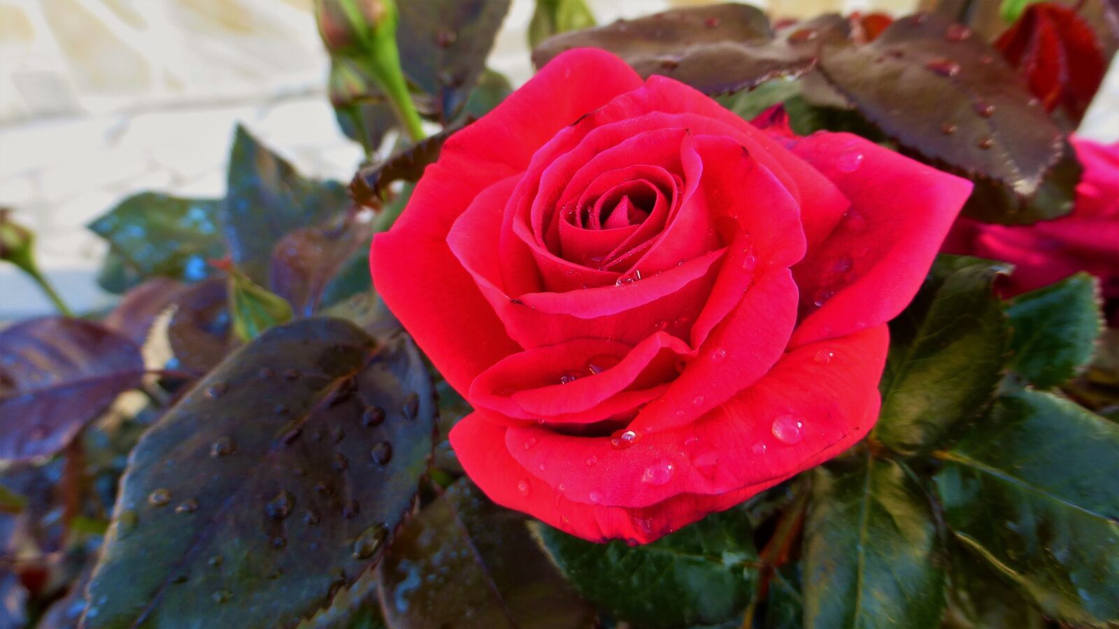 Panasonic Lumix DMC-ZS25 (Lumix DMC-TZ35) sample photo. Flower, rosebush, plant photography
