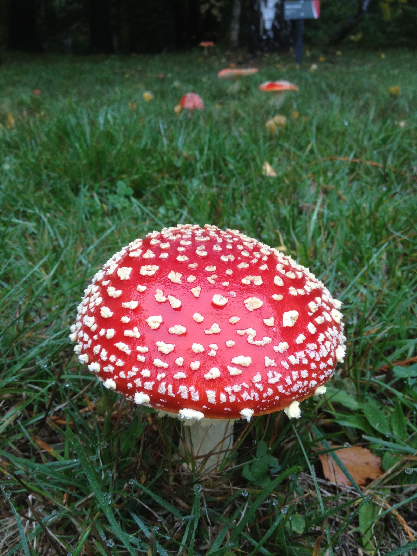 Apple iPhone 4S sample photo. New zealand, bi-mushrooms, xie photography