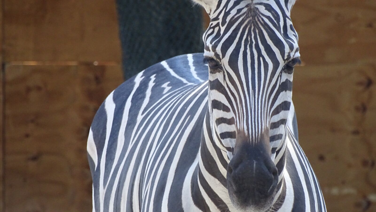 Sony Cyber-shot DSC-HX400V sample photo. Zebra, animal, zoo photography