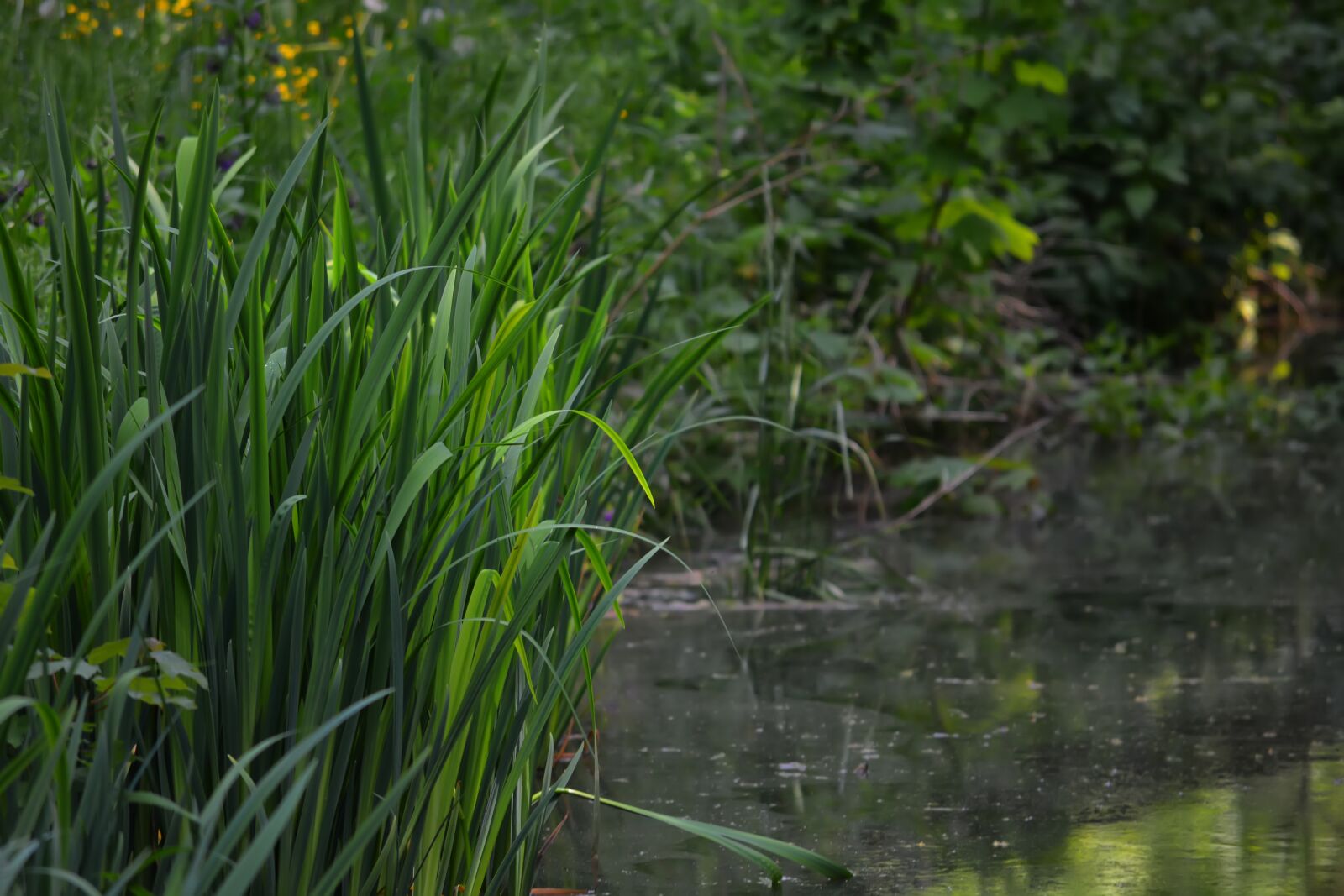 Nikon D5200 sample photo. Spring, swamp, background photography