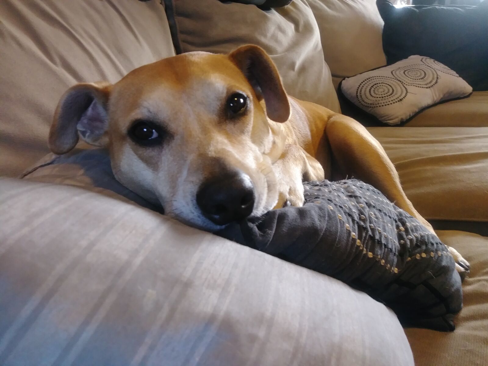 LG STYLO 3 PLUS sample photo. Dog, nap, relax photography