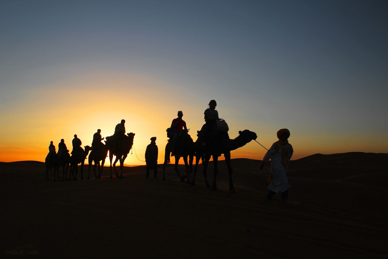Canon EOS 60D sample photo. Dromedaries, sunset, desert photography