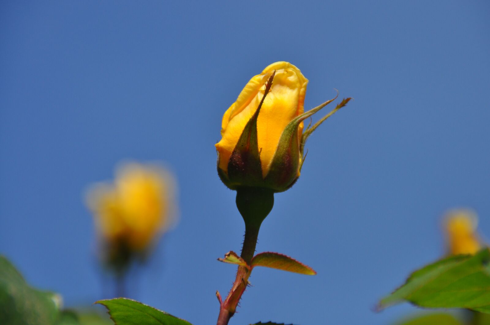Nikon D5000 sample photo. Yellow, rose, rosebud photography