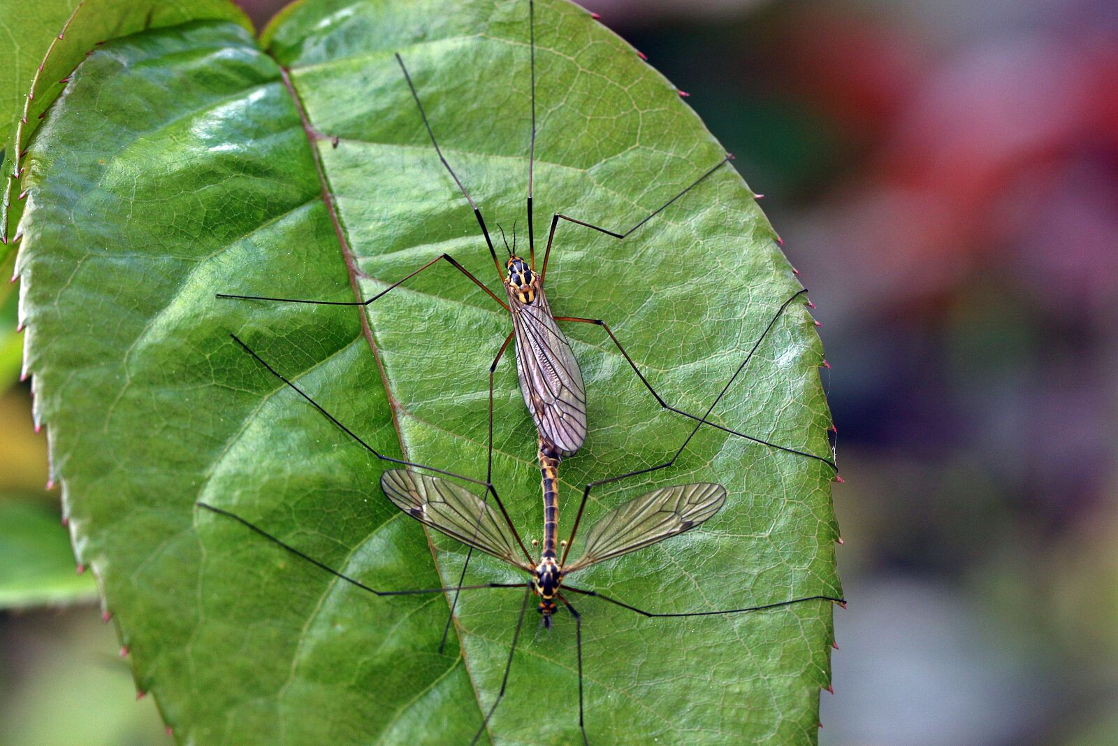 Canon EOS 7D Mark II sample photo. Komarnica, insect, tipula oleracea photography