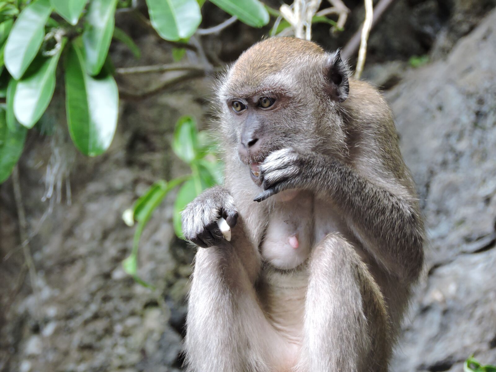Nikon Coolpix P530 sample photo. Mother, monkey, animal photography