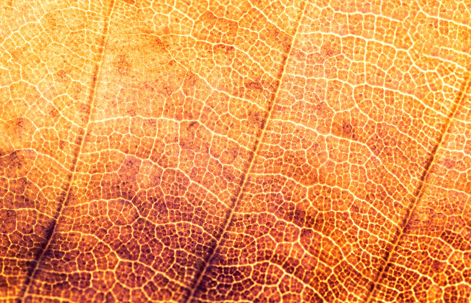 Olympus OM-D E-M1 Mark II + Olympus M.Zuiko Digital ED 60mm F2.8 Macro sample photo. Autumn, background, leaf, structure photography