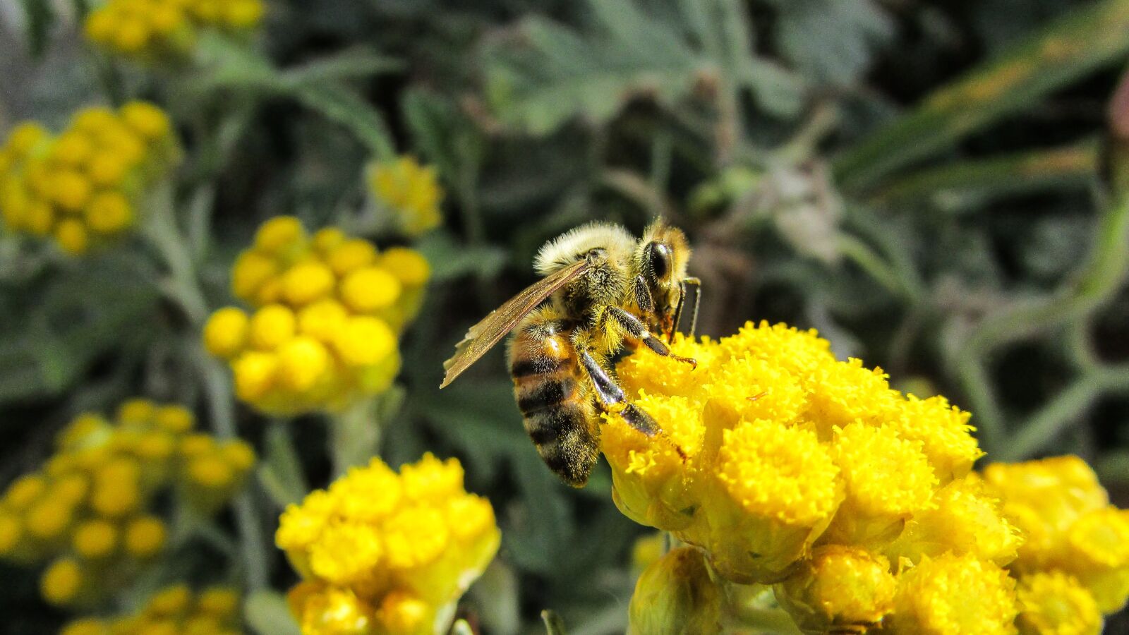 Canon PowerShot SX400 IS sample photo. Bee, insect, nature photography